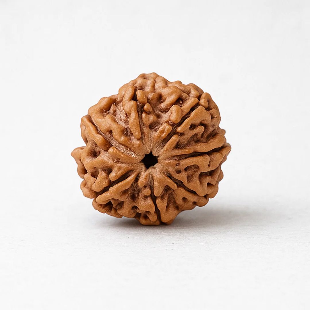 Natural 7 Mukhi Rudraksha (Nepali)