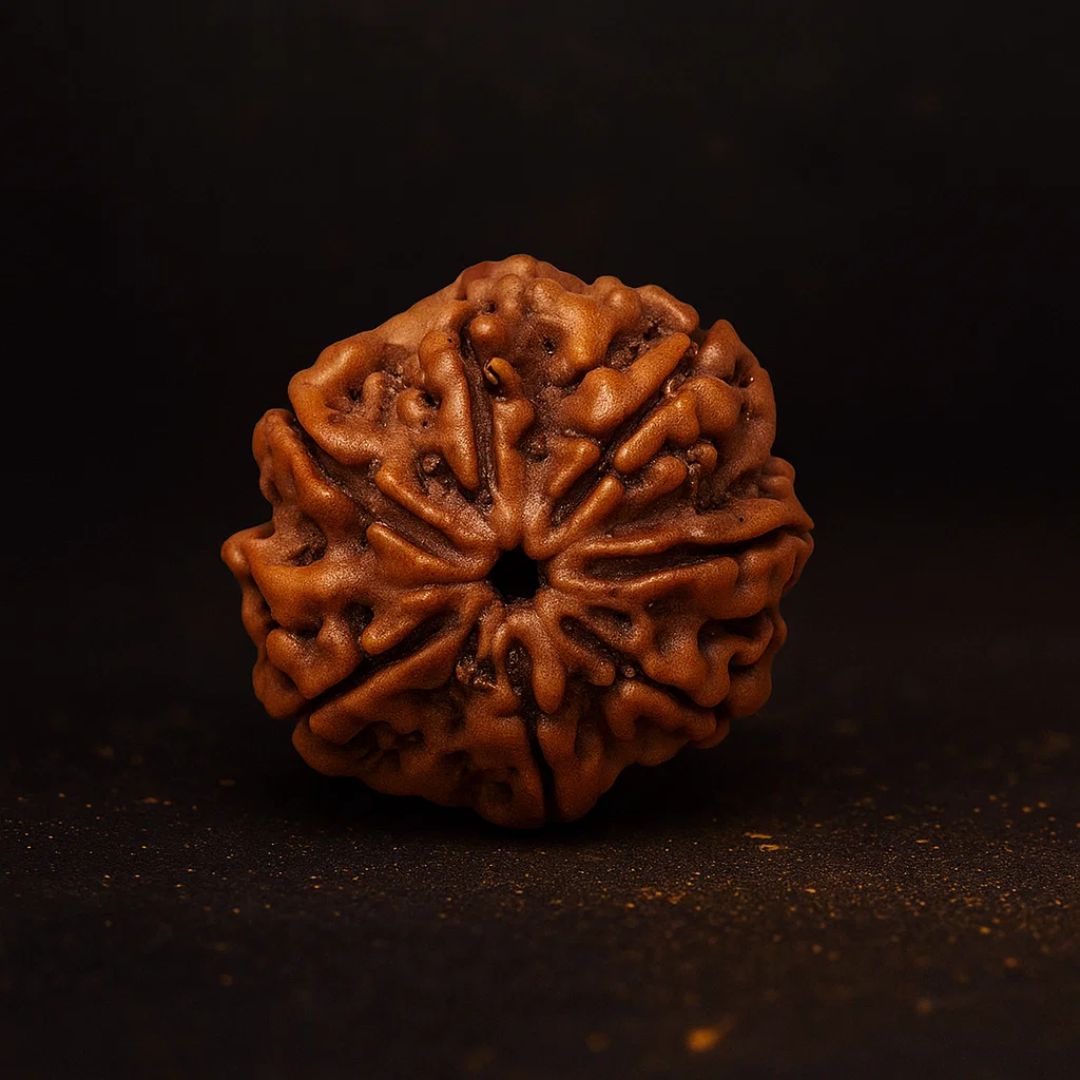 Natural 7 Mukhi Rudraksha (Nepali)