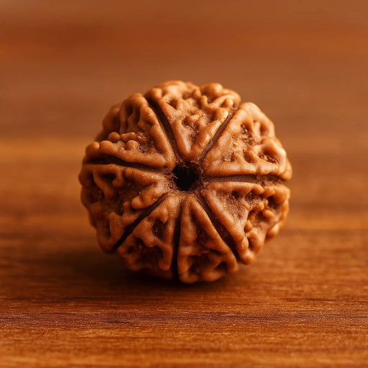Natural 7 Mukhi Rudraksha (Nepali)