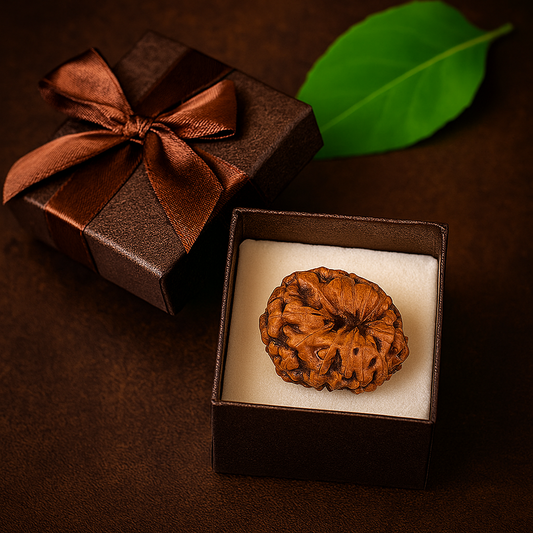 Natural 12 Mukhi Rudraksha (Indo)