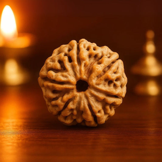 Natural 6 Mukhi Rudraksha (Nepali)