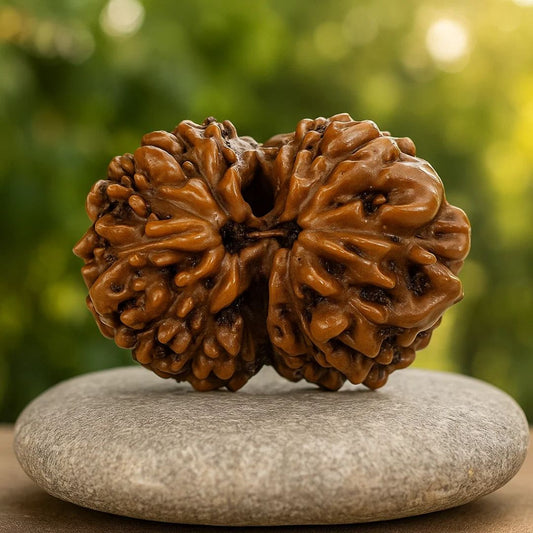Natural 14 Mukhi Rudraksha (Indo)