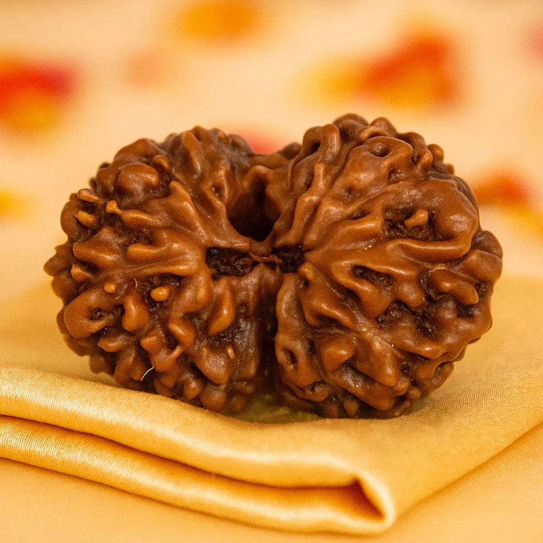 Natural 14 Mukhi Rudraksha (Indo)