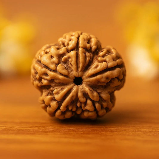 Natural 5 Mukhi Rudraksha (Nepali)