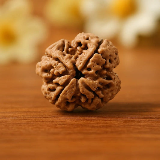 Natural 4 Mukhi Rudraksha (Nepali)