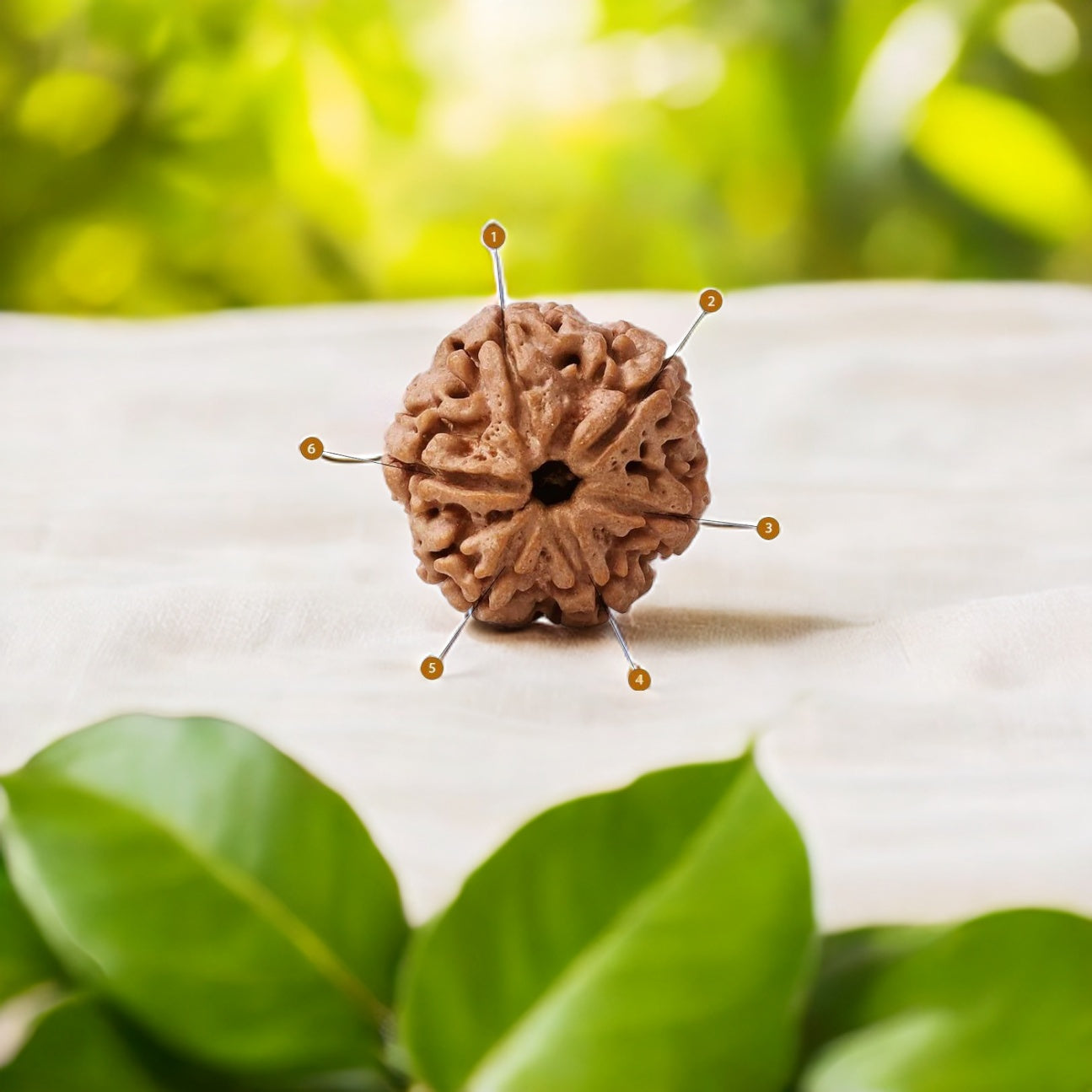 Natural 6 Mukhi Rudraksha (Nepali)