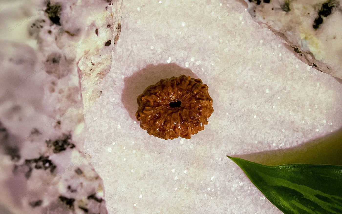 Natural 13 Mukhi Rudraksha (Indo)