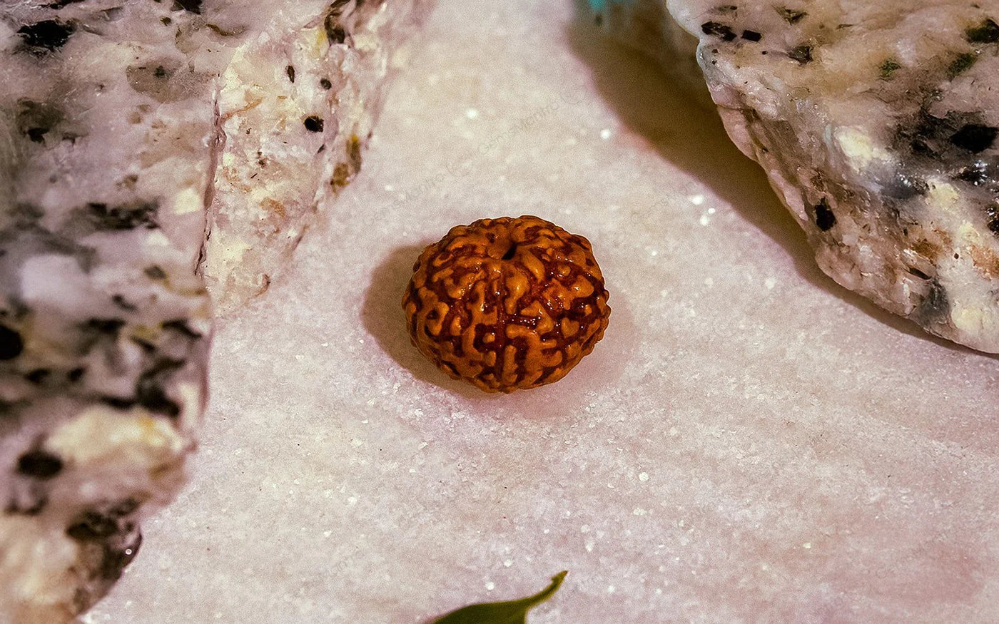 Natural 9 Mukhi Rudraksha (Indo)