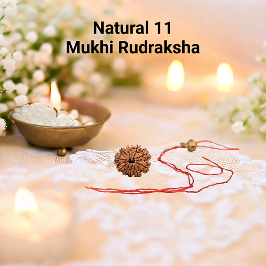 Natural 11 Mukhi Rudraksha (Nepali)