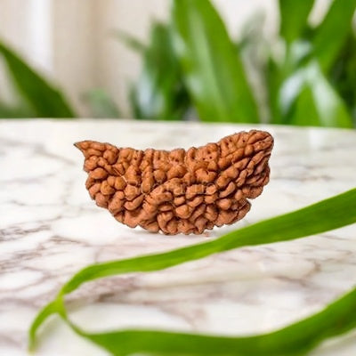 Natural 1 Mukhi Rudraksha (with Silver Pendant) - Indian