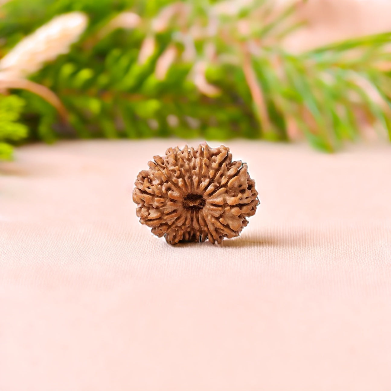 Natural 14 Mukhi Rudraksha (Nepali)