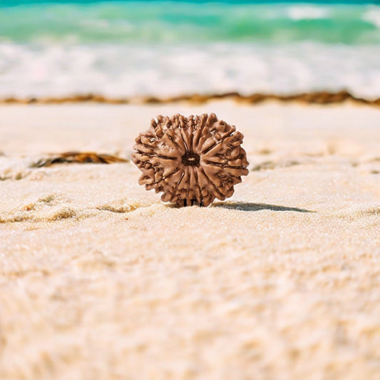 Natural 12 Mukhi Rudraksha (Nepali)