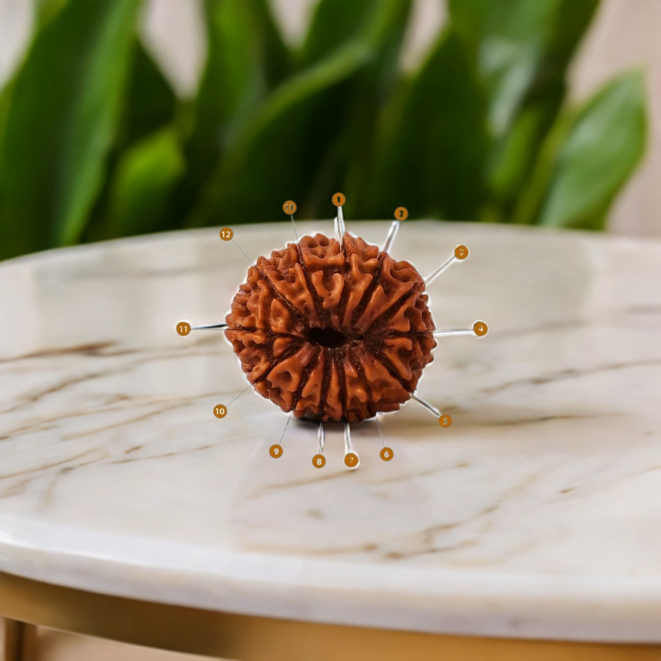 Natural 13 Mukhi Rudraksha (Nepali)