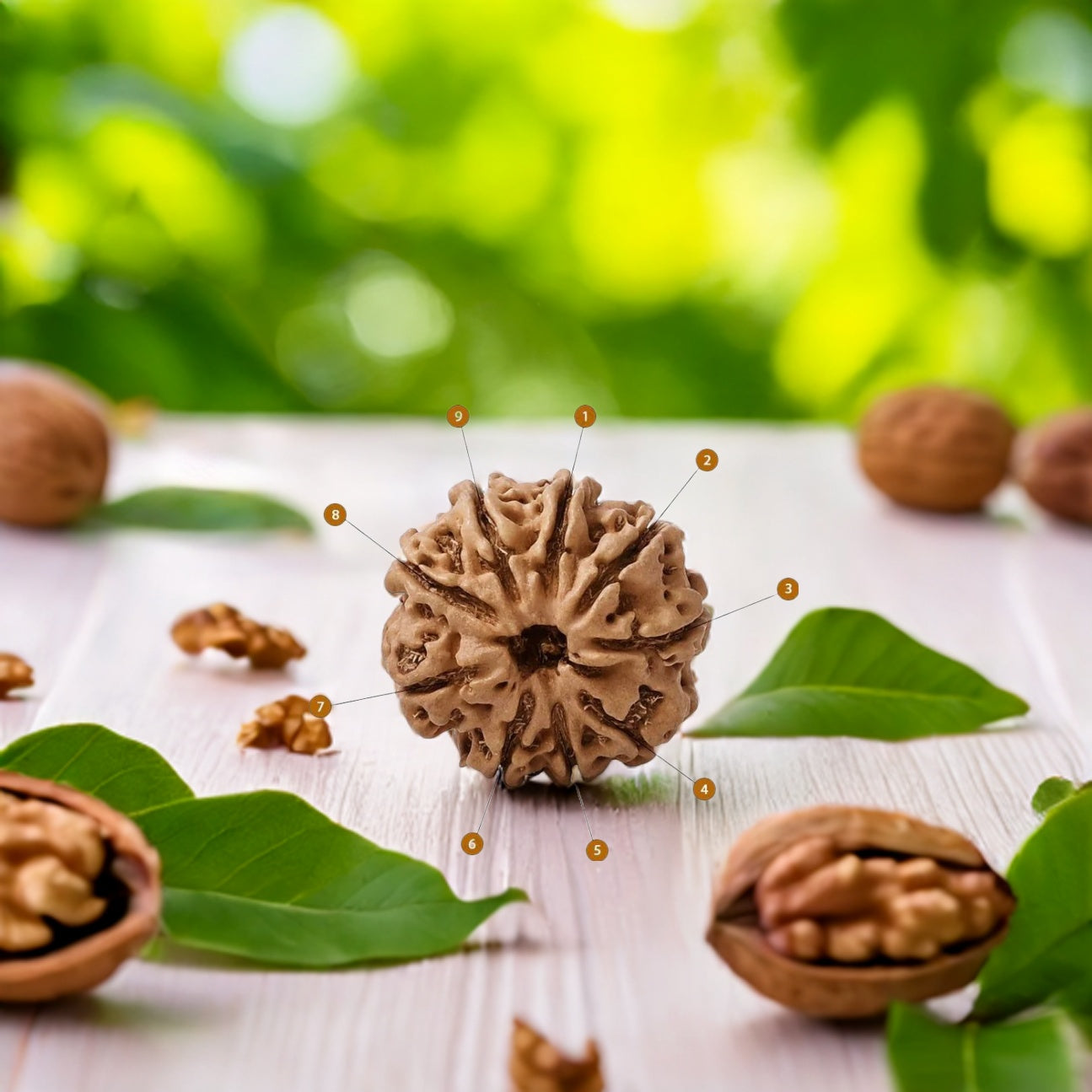 Natural 9 Mukhi Rudraksha (Nepali)