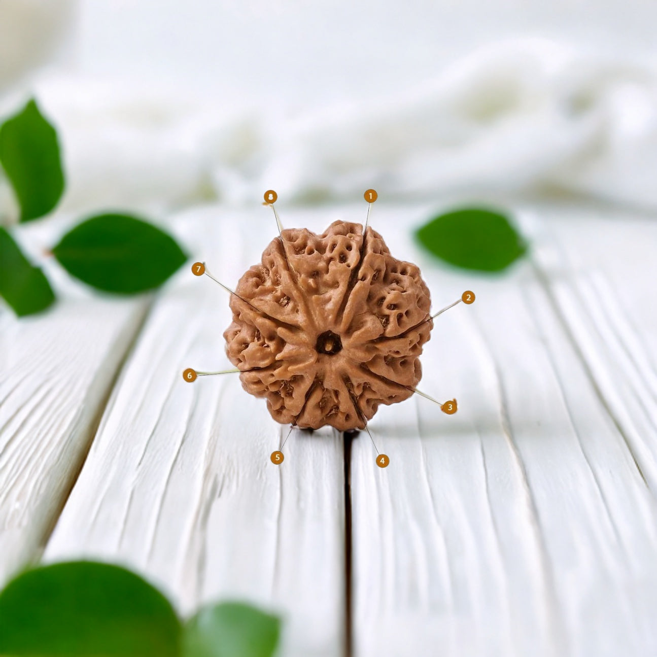 Natural 8 Mukhi Rudraksha (Nepali)
