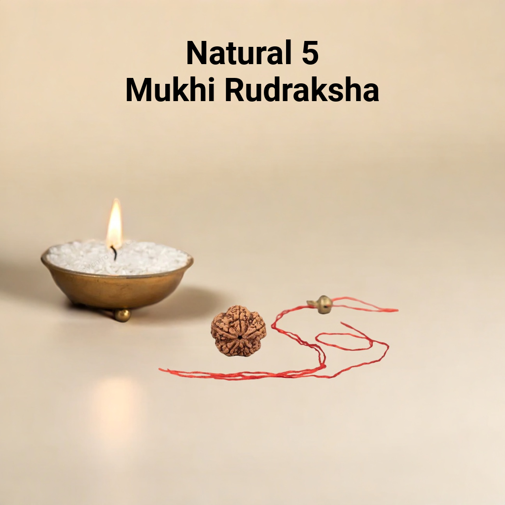 Natural 5 Mukhi Rudraksha (Nepali)