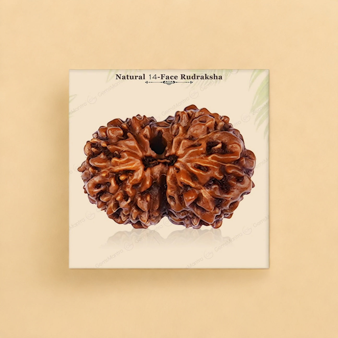 Natural 14 Mukhi Rudraksha (Indo)