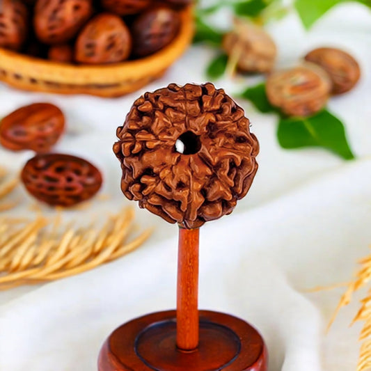 Natural 10 Mukhi Rudraksha (Indo)