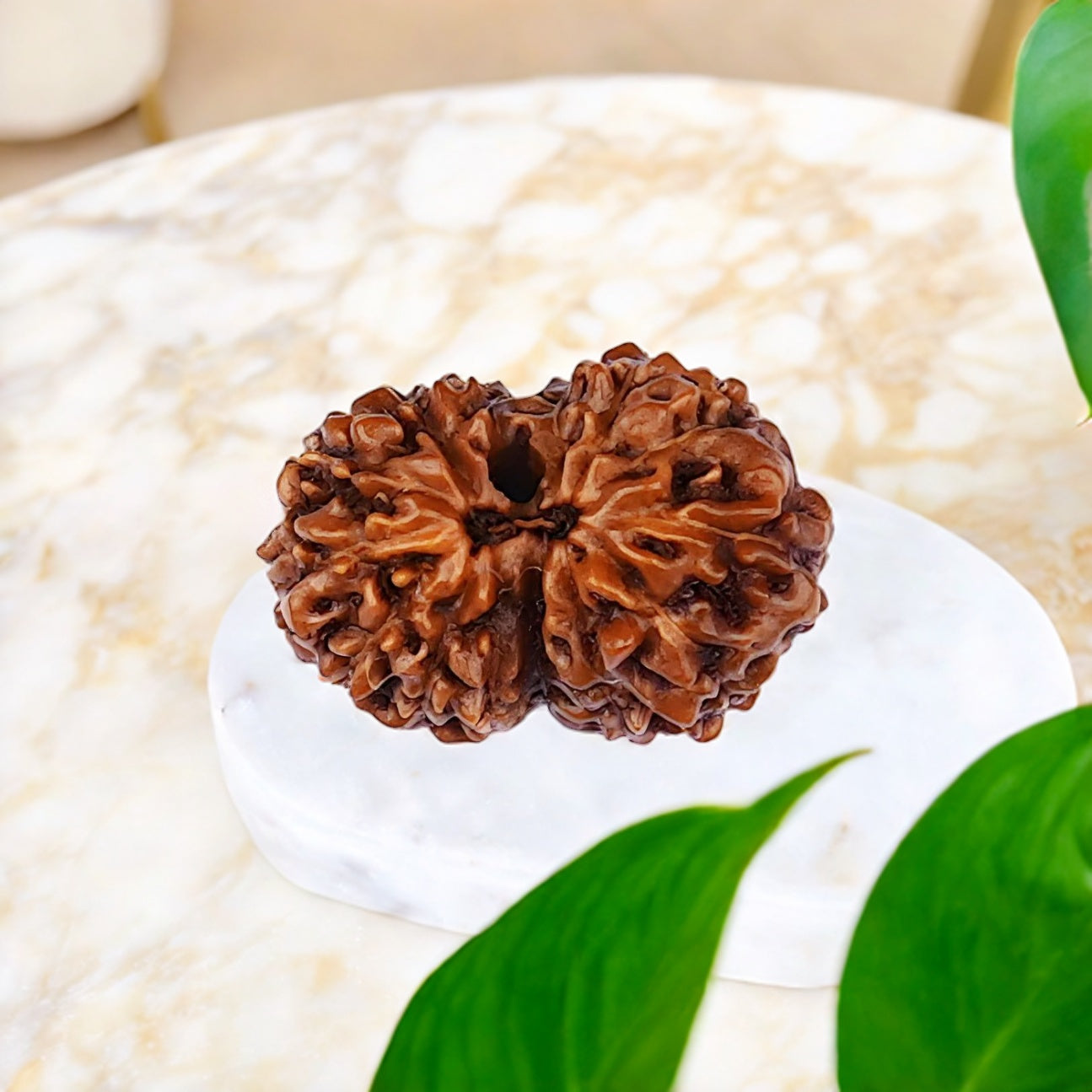 Natural 14 Mukhi Rudraksha (Indo)