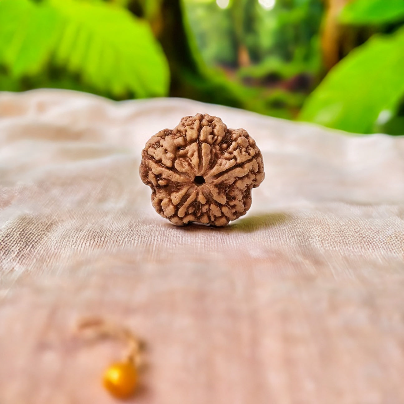 Natural 5 Mukhi Rudraksha (Nepali)