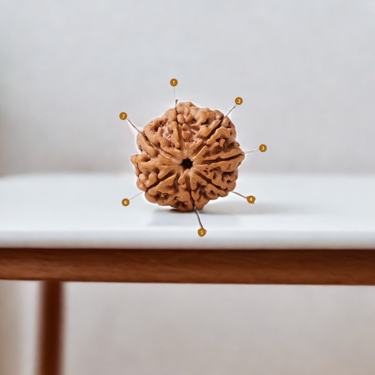 Natural 7 Mukhi Rudraksha (Nepali)