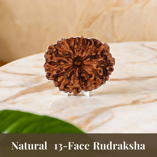 Natural 13 Mukhi Rudraksha (Indo)