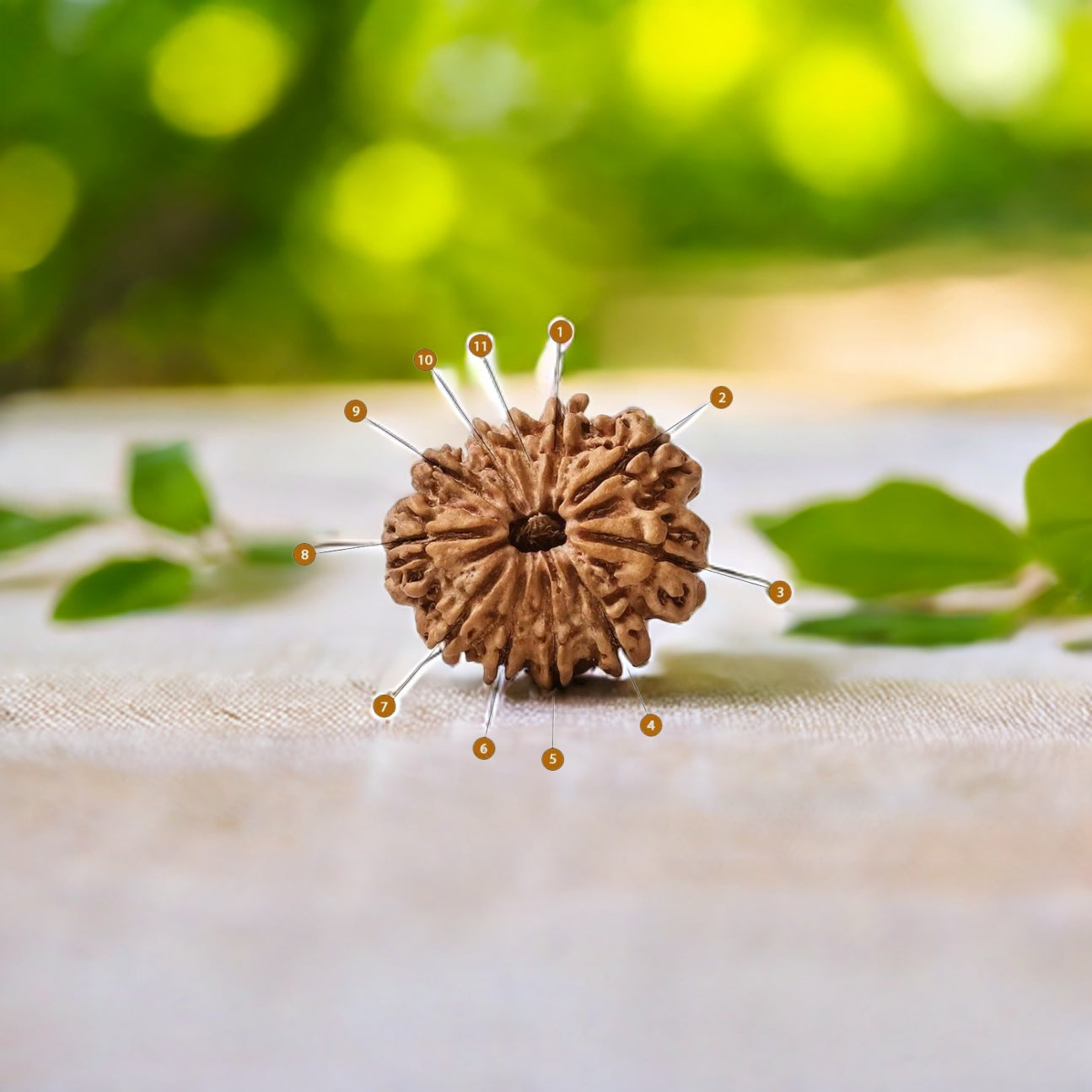 Natural 11 Mukhi Rudraksha (Nepali)
