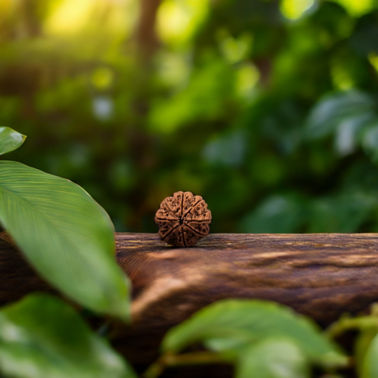 Natural 8 Mukhi Rudraksha (Nepali)