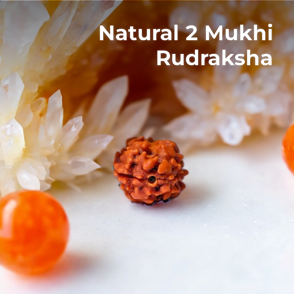 Natural 2 Mukhi Rudraksha (Indian)