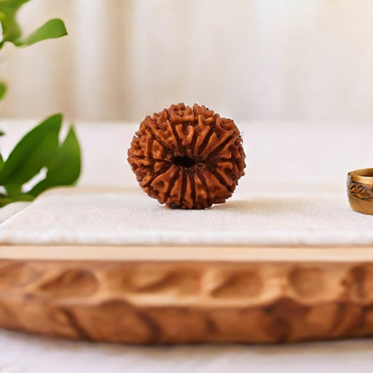 Natural 13 Mukhi Rudraksha (Nepali)