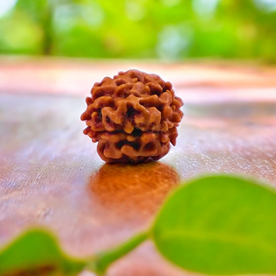 Natural 2 Mukhi Rudraksha (Indian)