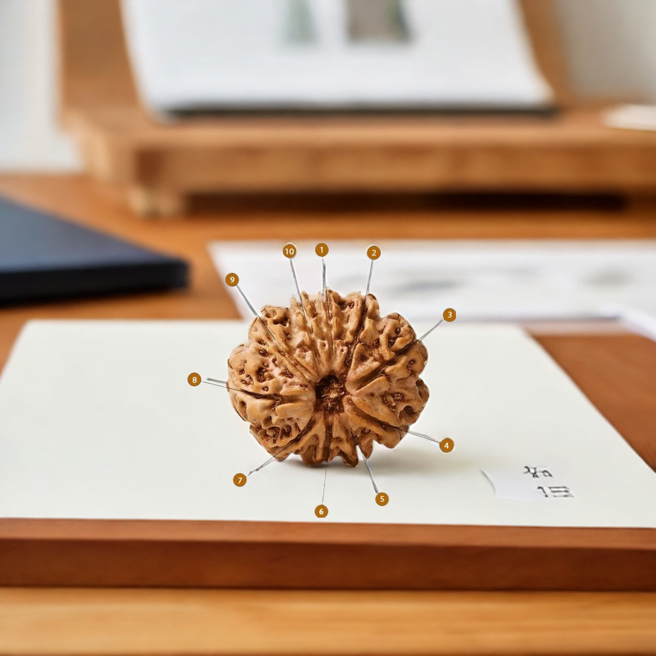 Natural 10 Mukhi Rudraksha (Nepali)