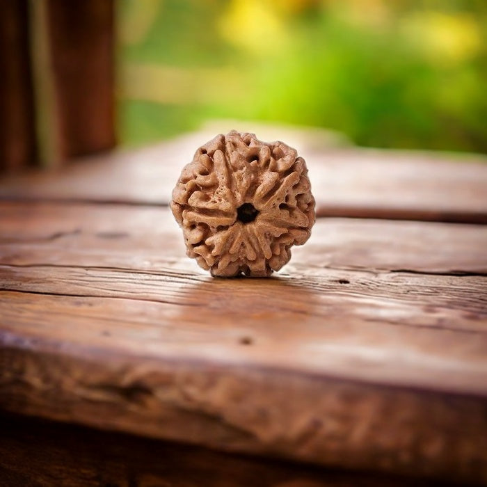 Natural 6 Mukhi Rudraksha (Nepali)