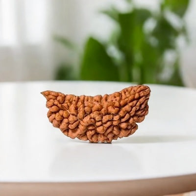 Natural 1 Mukhi Rudraksha (with Silver Pendant) - Indian