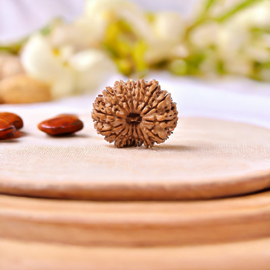 Natural 14 Mukhi Rudraksha (Nepali)