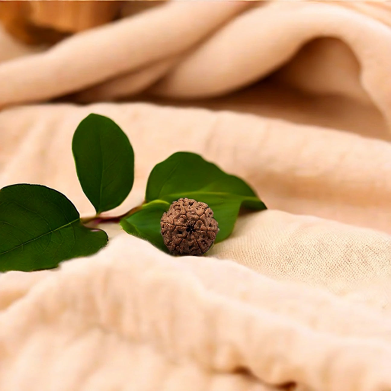 Natural 6 Mukhi Rudraksha (Nepali)
