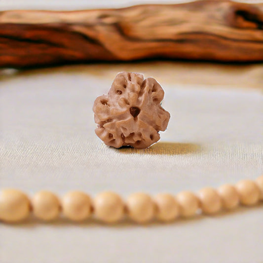 Natural 3 Mukhi Rudraksha (Nepali)