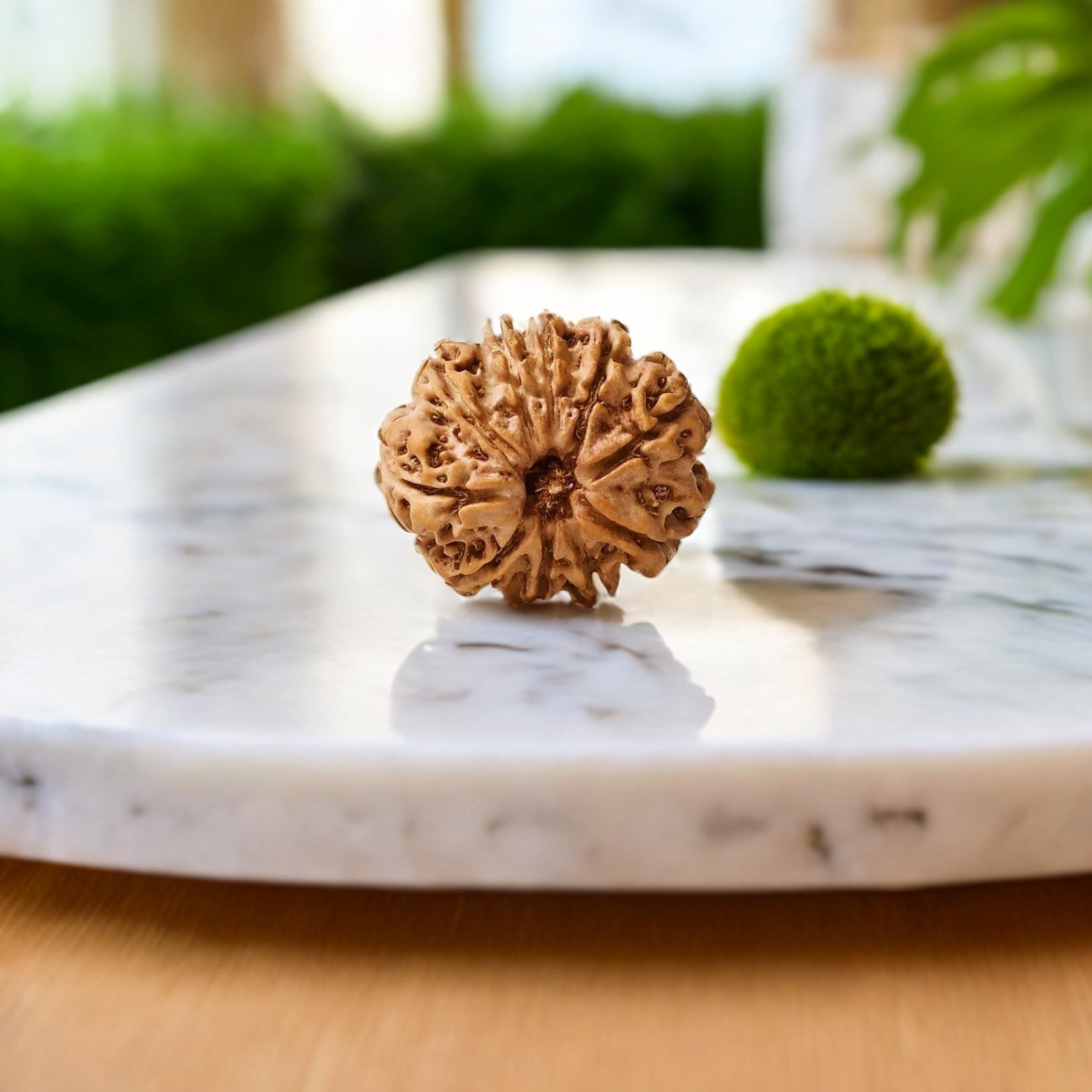 Natural 10 Mukhi Rudraksha (Nepali)