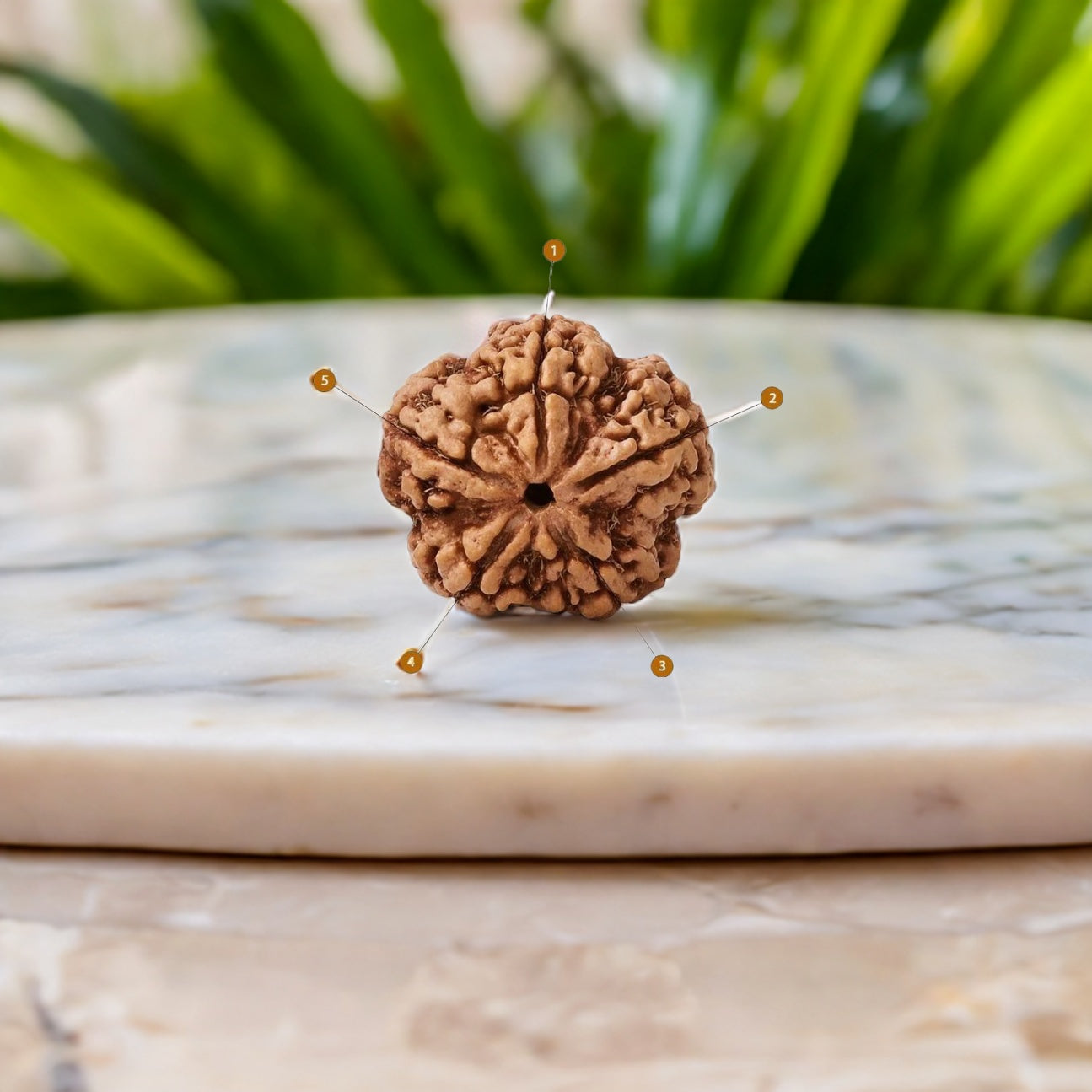 Natural 5 Mukhi Rudraksha (Nepali)