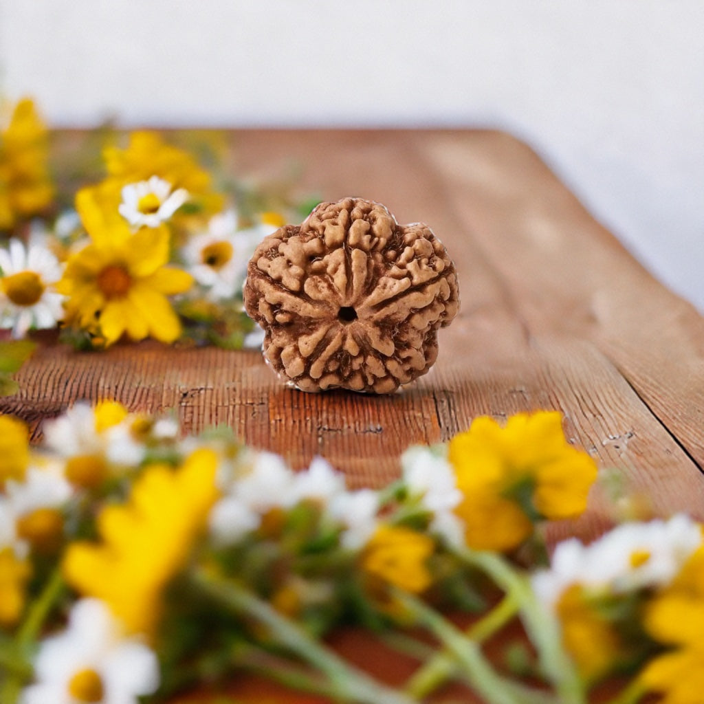 Natural 5 Mukhi Rudraksha (Nepali)