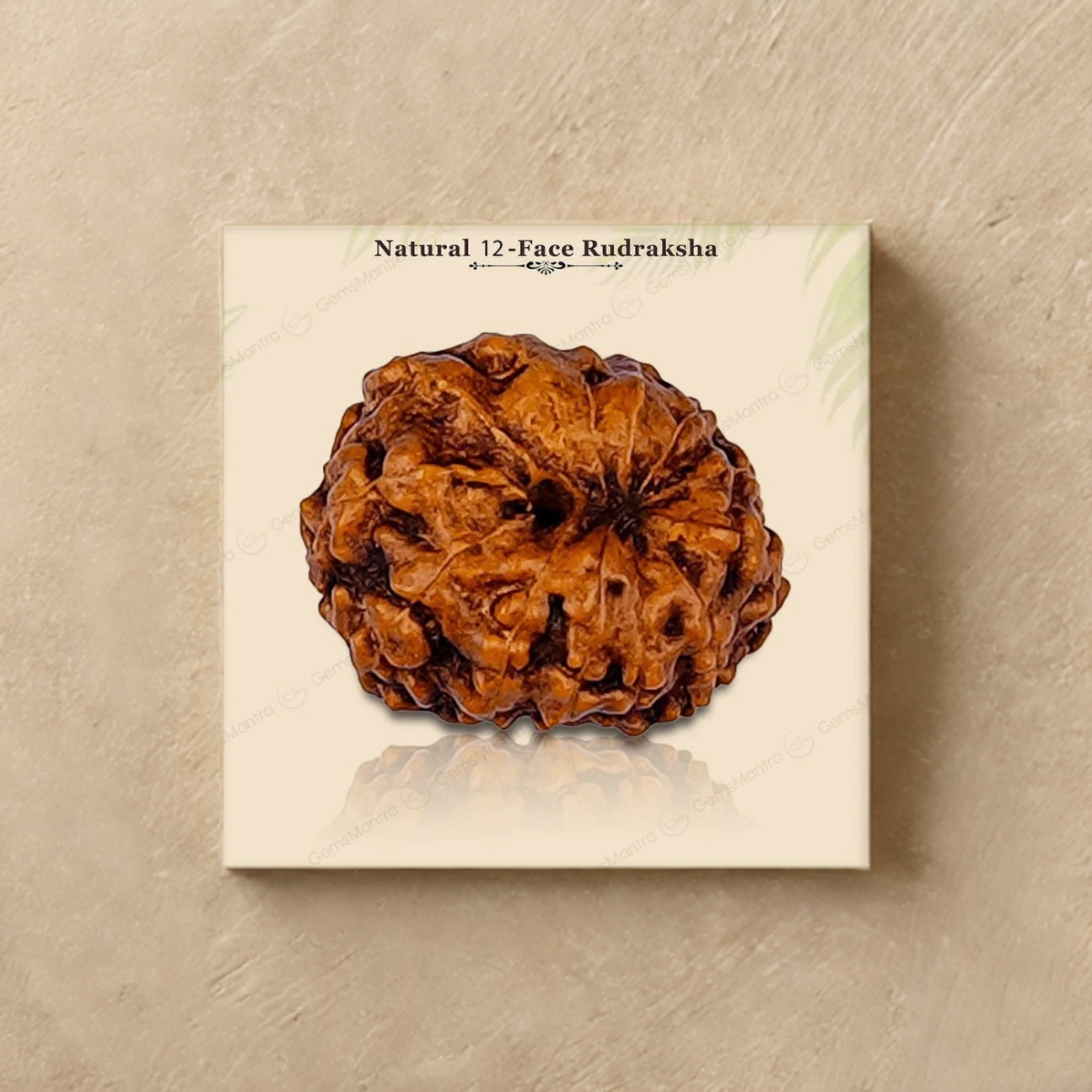 Natural 12 Mukhi Rudraksha (Indo)