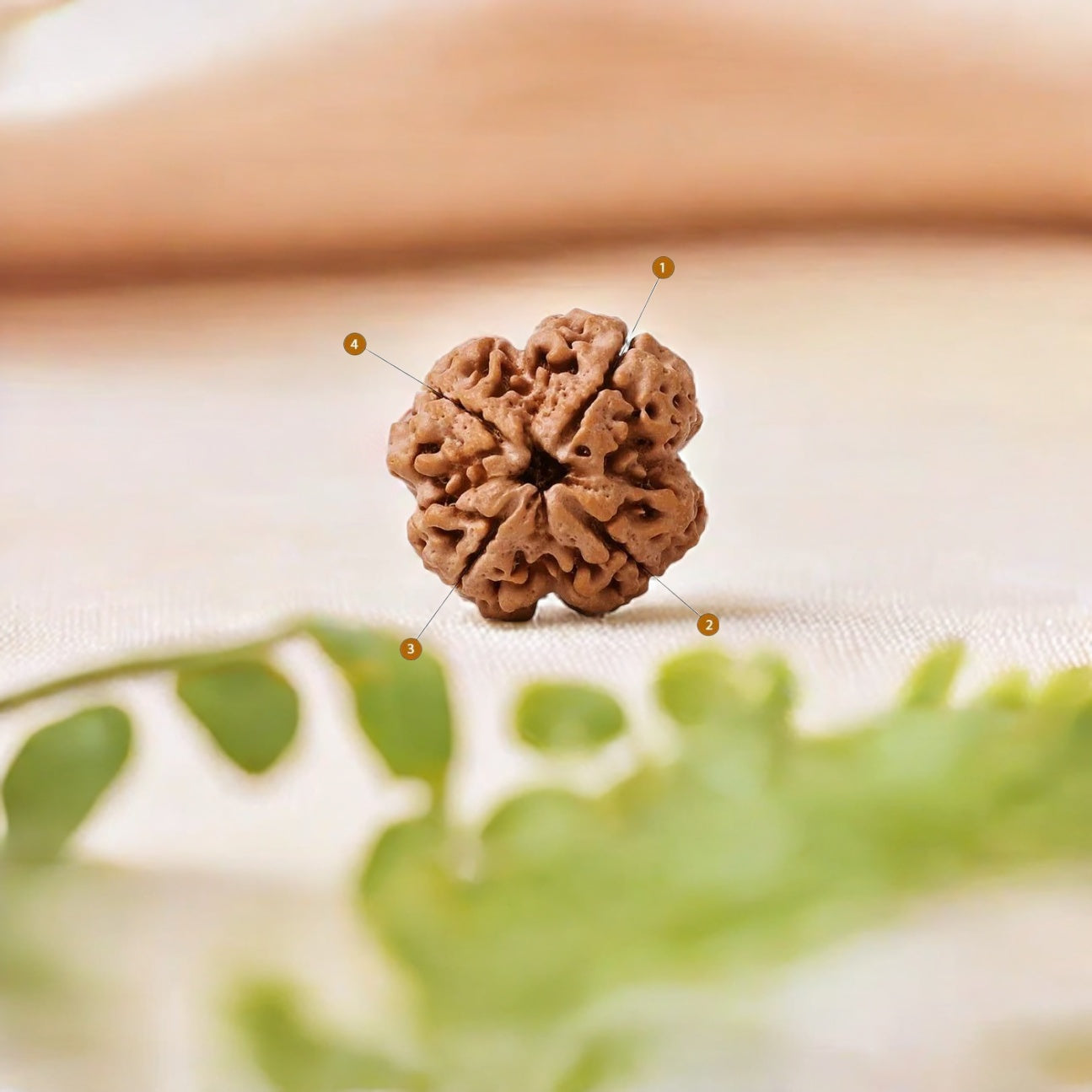 Natural 4 Mukhi Rudraksha (Nepali)
