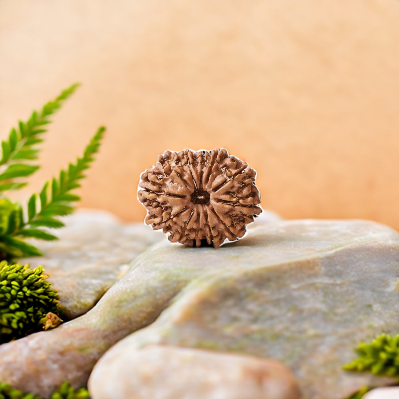 Natural 12 Mukhi Rudraksha (Nepali)