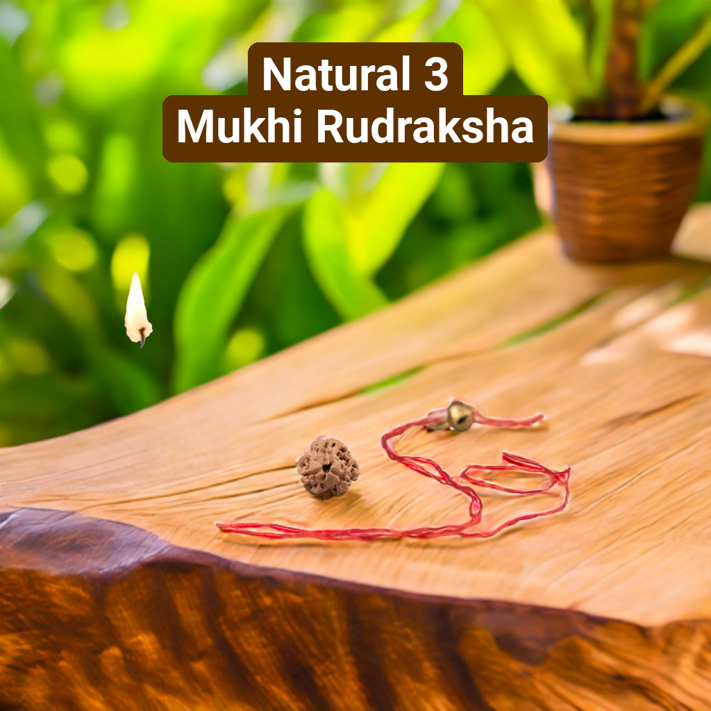 Natural 3 Mukhi Rudraksha (Nepali)