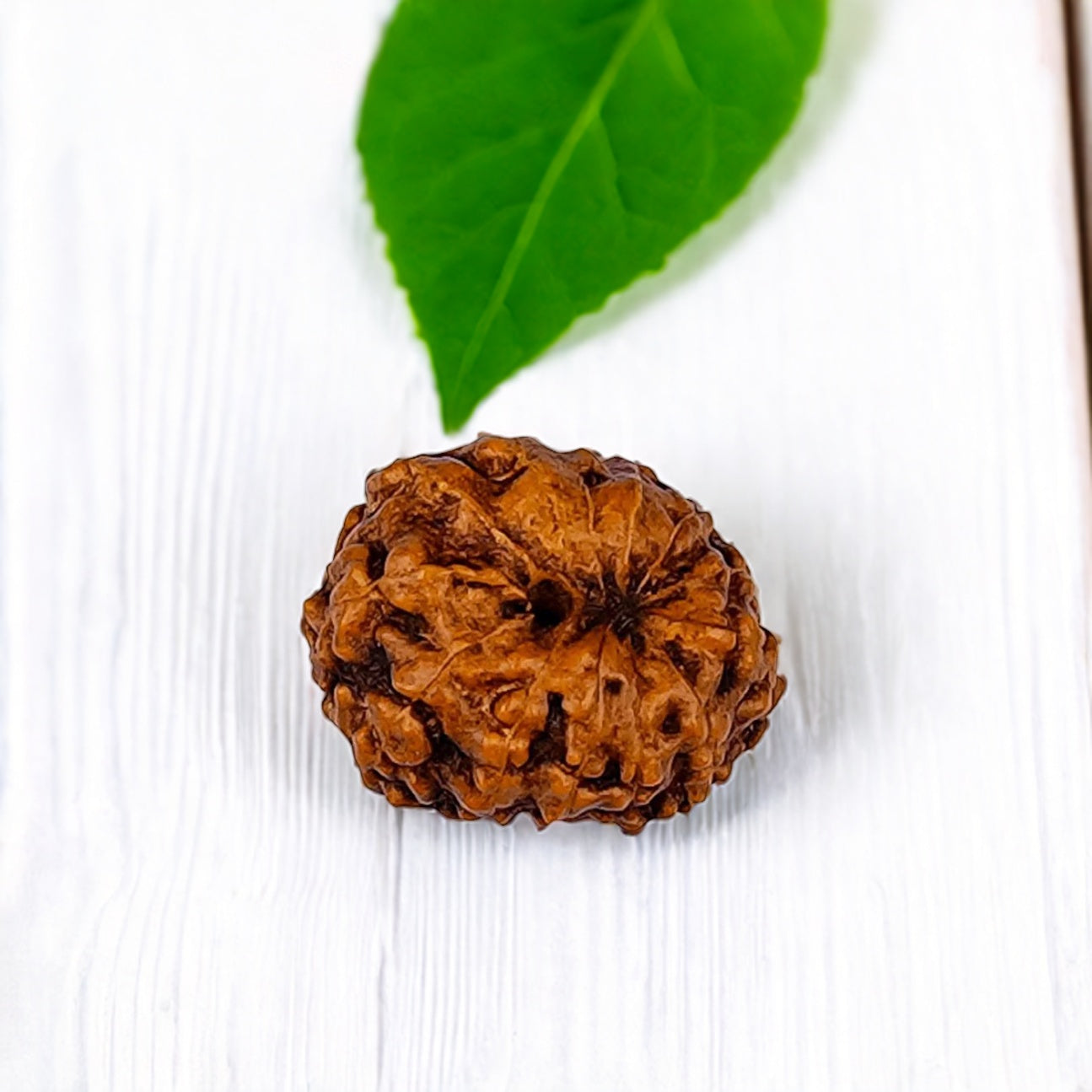 Natural 12 Mukhi Rudraksha (Indo)