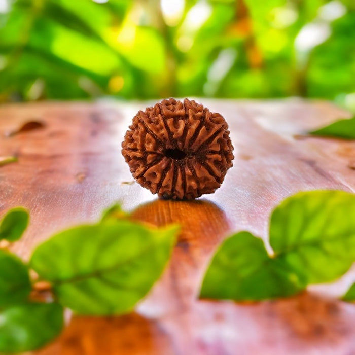 Natural 13 Mukhi Rudraksha (Nepali)