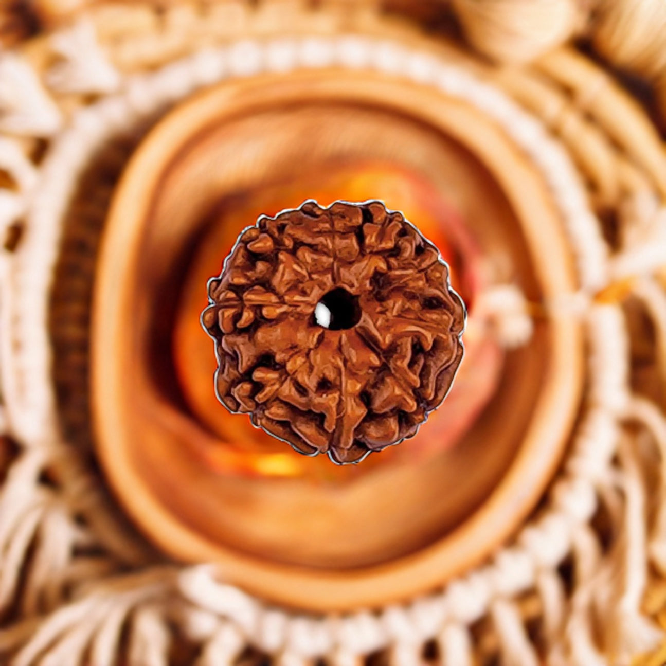 Natural 10 Mukhi Rudraksha (Indo)