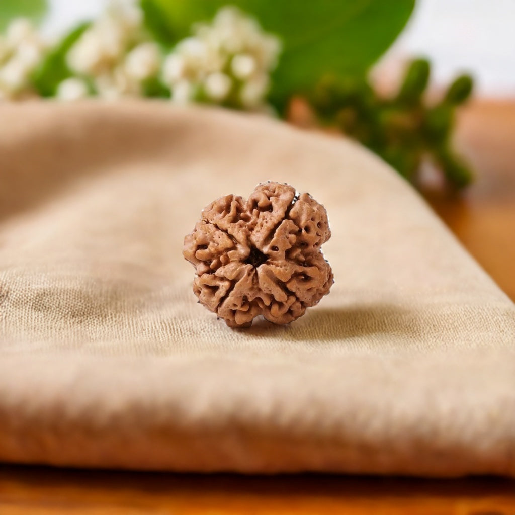 Natural 4 Mukhi Rudraksha (Nepali)