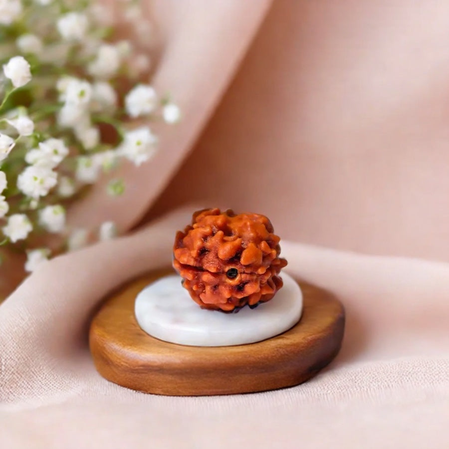 Natural 2 Mukhi Rudraksha (Indian)