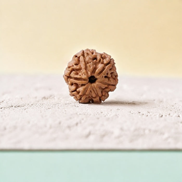 Natural 6 Mukhi Rudraksha (Nepali)